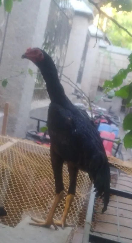 Dakan joʻja sotiladi Mart oyida chiqan 1 Dakan joʻja sotiladi Mart oyida chiqan 1
