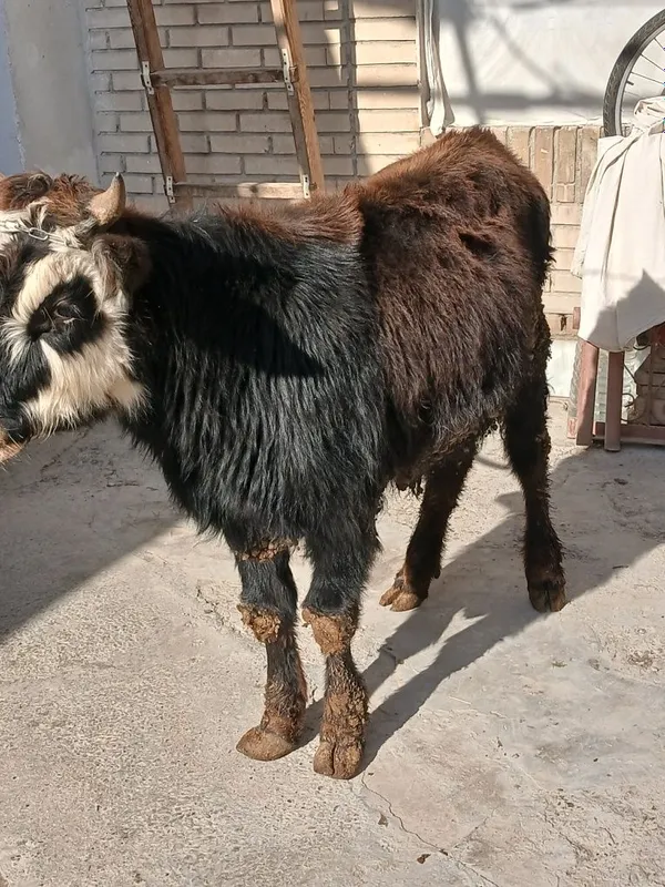 Buqacha sotiladi yeyishi yaxshi kamchiligi yoq 100% — фото 6