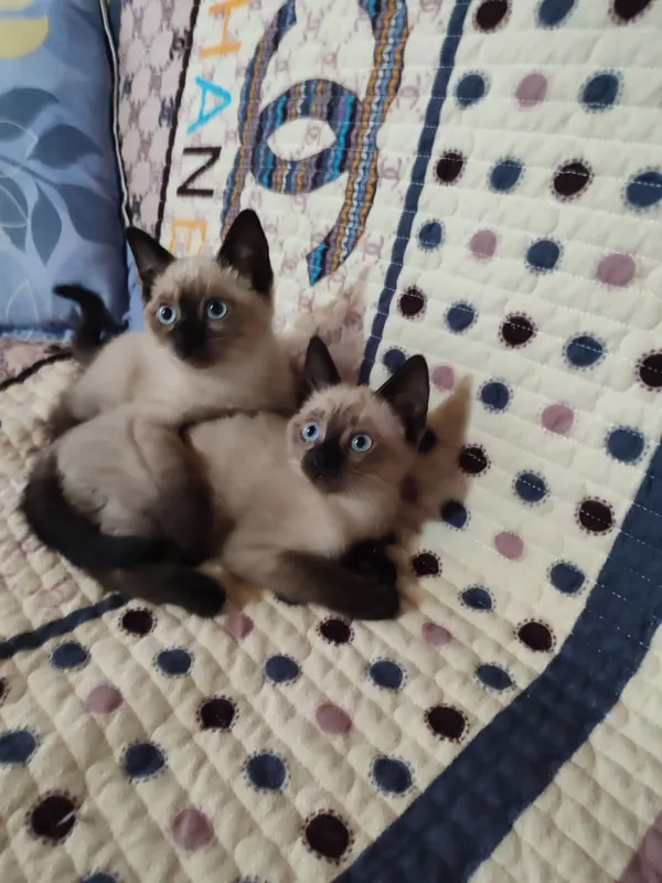 Продается сиамские котята