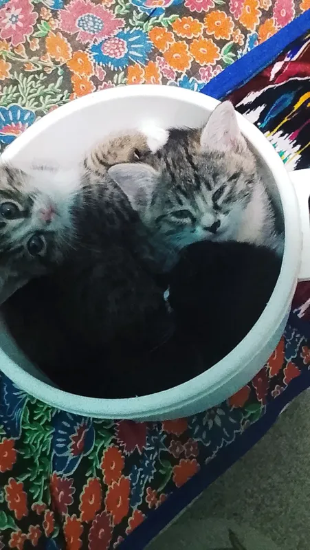 Домашние короткошёрстные котята, ласковые, игривые и милые
