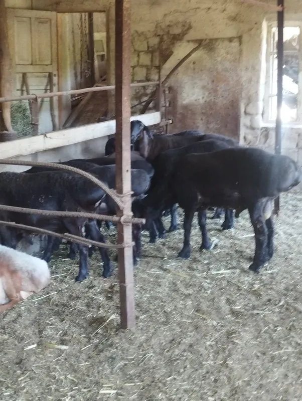Quylar sotiladi uruğlika quchqorlar ham bor buğoz sovliqlar ham bor