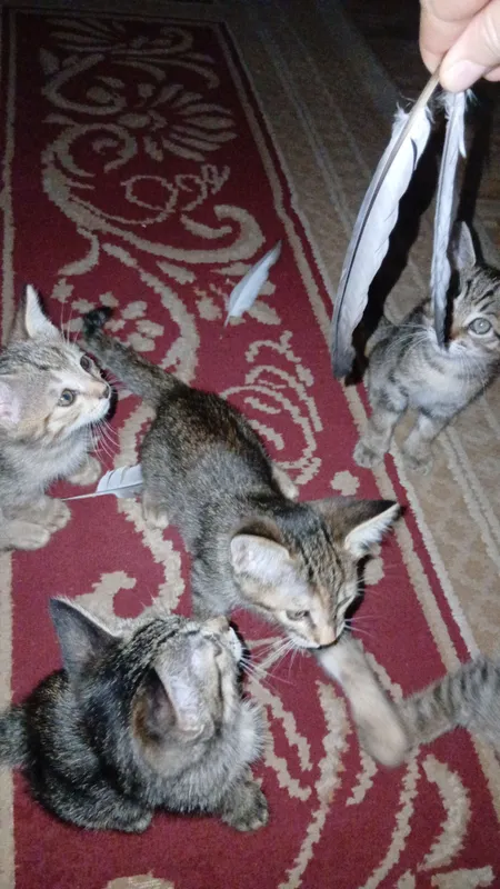 tekinga mushula bo 3 tekinga mushula bo 3