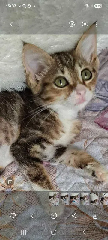Котята ищут семьи! 3 Котята ищут семьи! 3