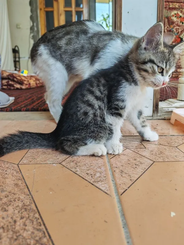 Кошка с котёнком, мать и дочь 2 Кошка с котёнком, мать и дочь 2