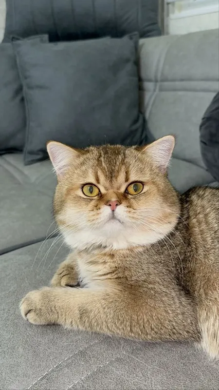 Вязка Кот Скотиш Страйт Золотая шиншила — фото 2