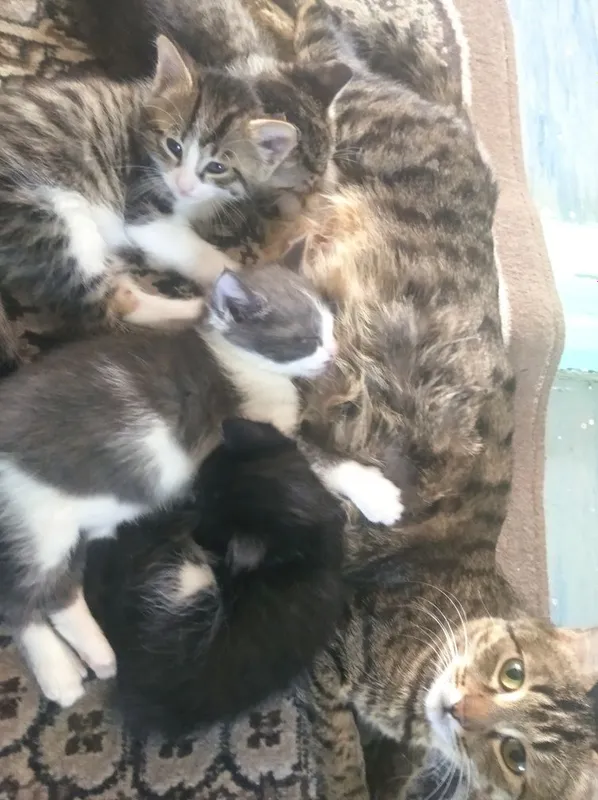 Отдам котят даром