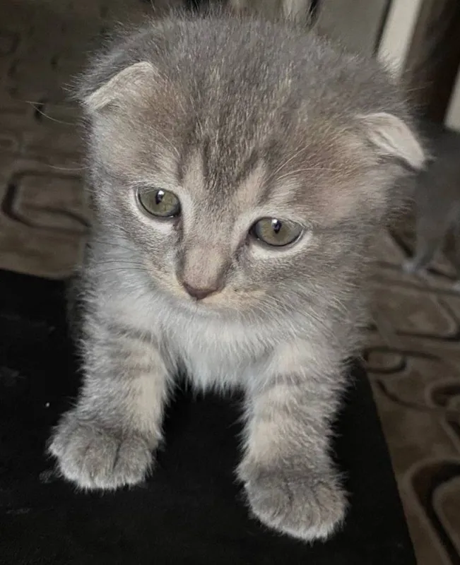 Scottish Fold mushuki sotiladi 5 Scottish Fold mushuki sotiladi 5
