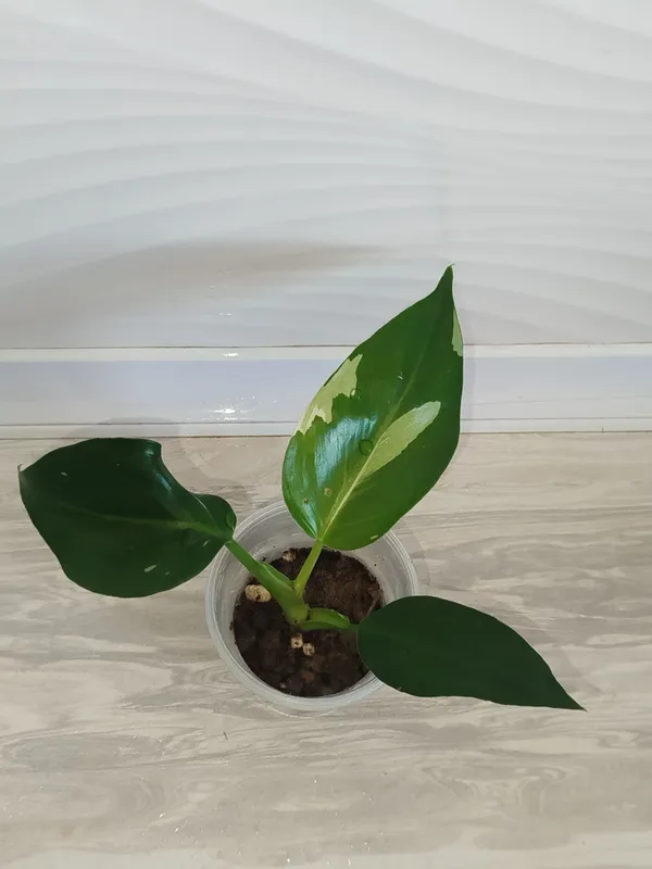 Feladendron Belaya prinsesa