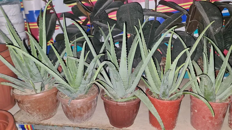 Aloe vera 7