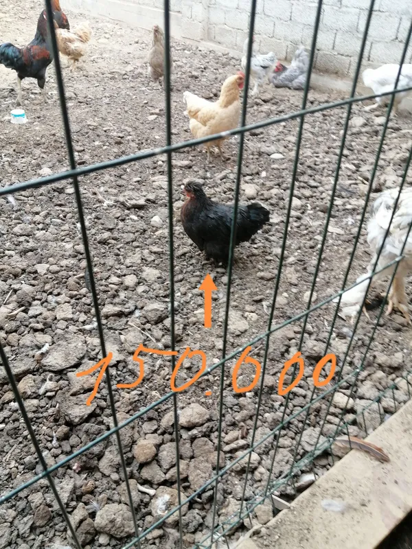 Продаются петухи, цыплята-петушки и японские перепела 3 Продаются петухи, цыплята-петушки и японские перепела 3