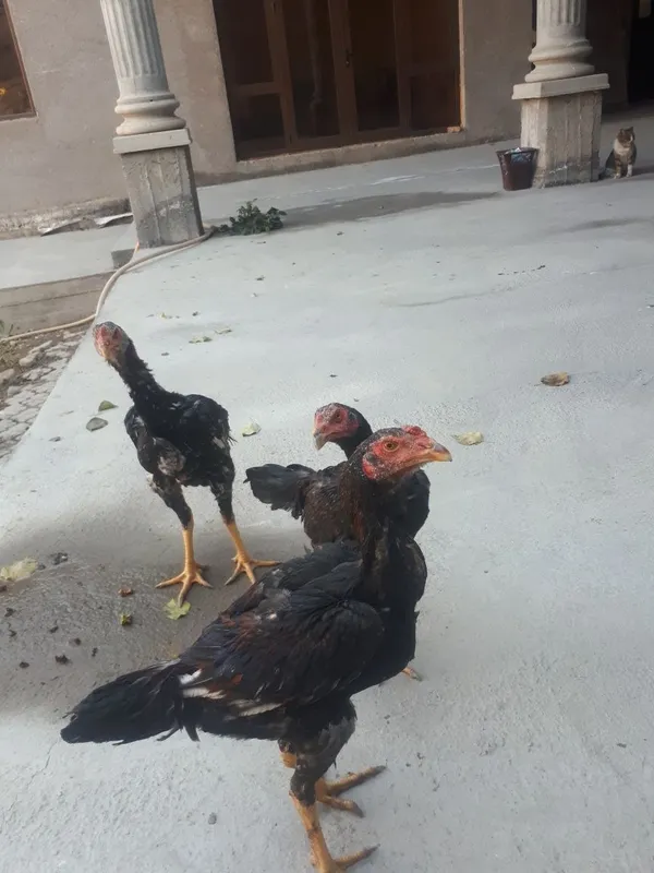 Dakan xurozlar sotiladi 1 Dakan xurozlar sotiladi 1