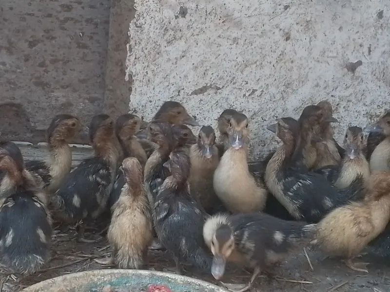Oʻrdak (Indoutka) zotli . Zoʻr ves beradigan zotli turi . 3 Oʻrdak (Indoutka) zotli . Zoʻr ves beradigan zotli turi . 3