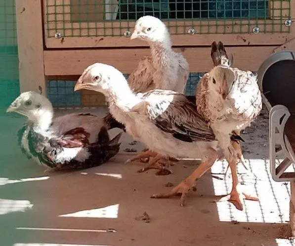 Шамо полвон зот дакан жужалари