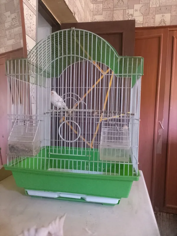 Oq rangli kanareyka erkagi. 2 Oq rangli kanareyka erkagi. 2