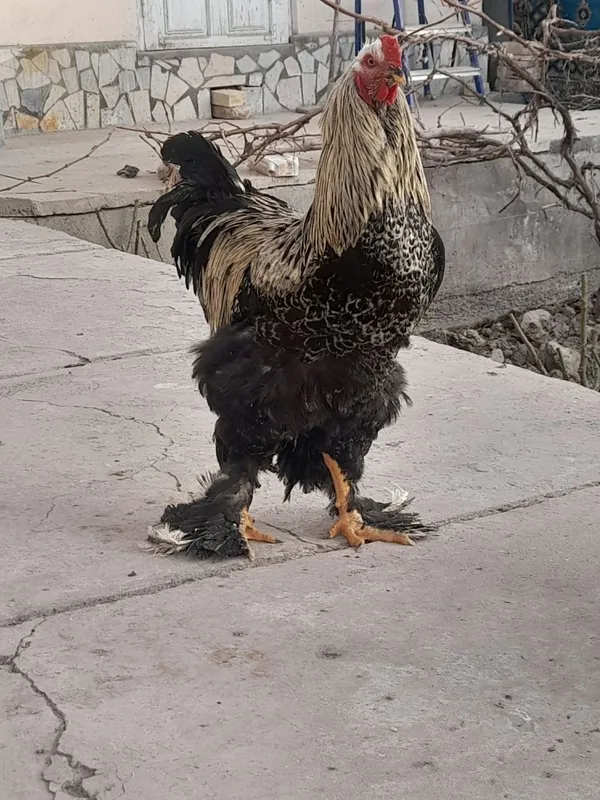 Brama tovuq va xoʻrozlar sotiladi — фото 3