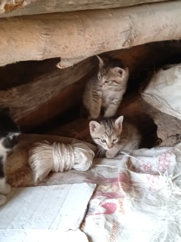 Mushuk bolalari .Котята — фото 1
