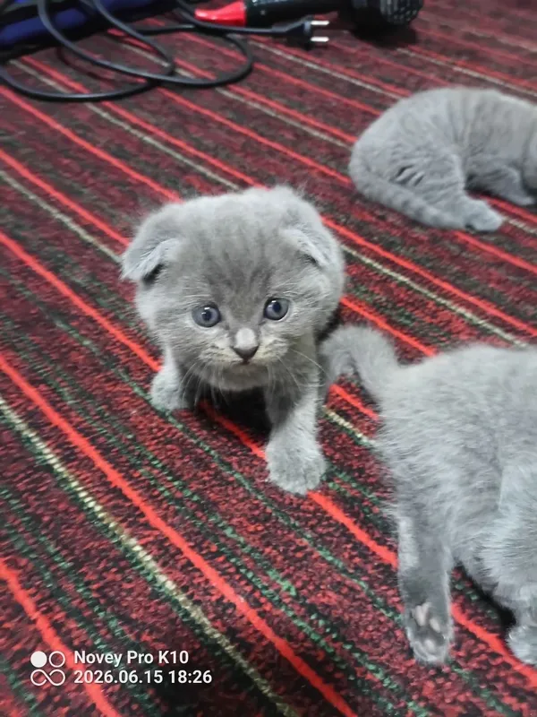Британский кошка