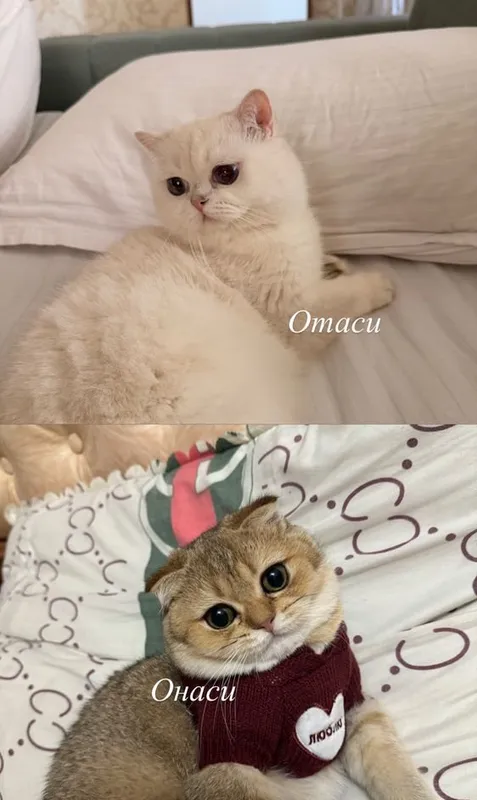 Oq shinshilla mushukchalar 2 Oq shinshilla mushukchalar 2