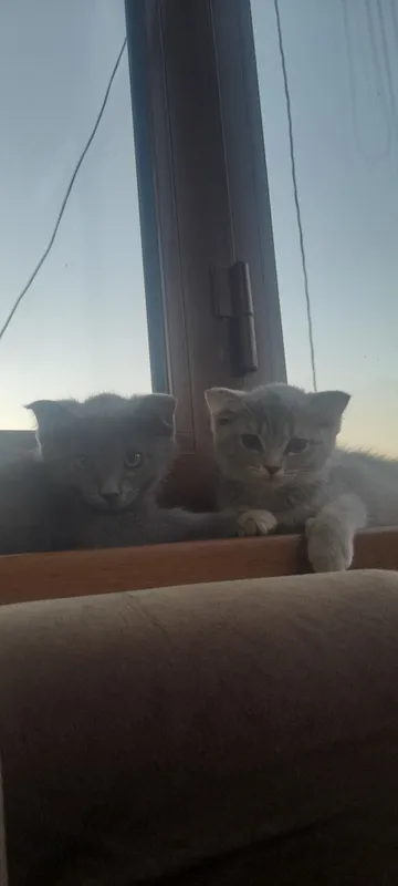 3 oylik mushukchalar naxlarini telefon kelishamiz 1