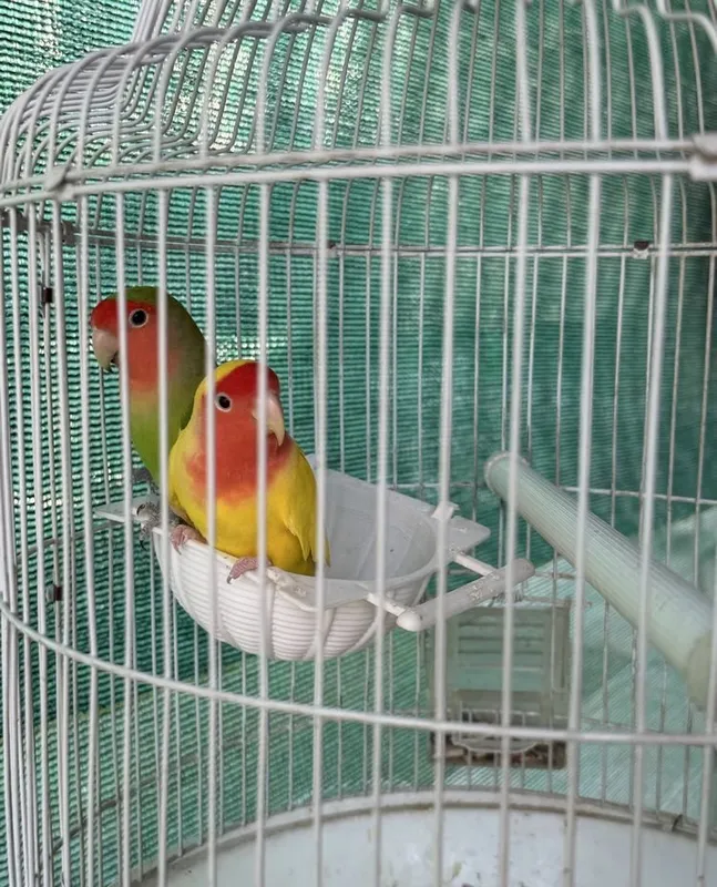 Клетки для питомцев 4