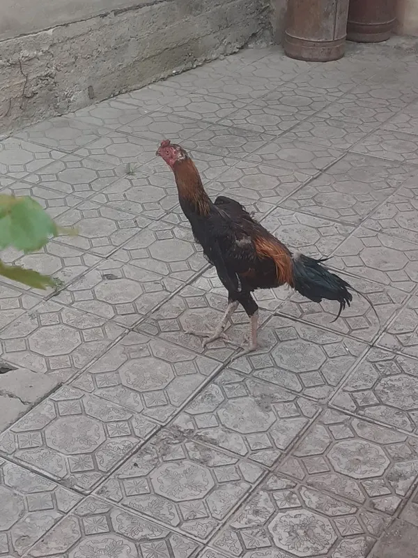 Xoroz sotiladi srochno 6 Xoroz sotiladi srochno 6