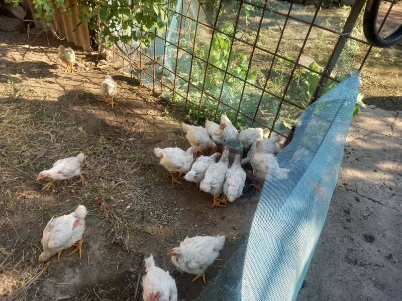 Продается Бройлер цыплята 1