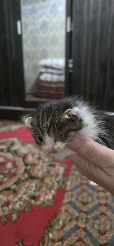 Мушук боласи 1 ойли 2 Мушук боласи 1 ойли 2