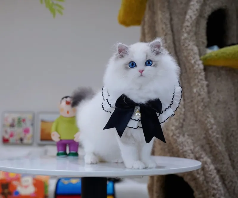 Regdoll,Регдолл, 3 Regdoll,Регдолл, 3