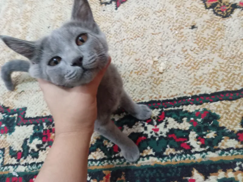 mushukcha 5 oylik o'g'il bola sog'lom 4