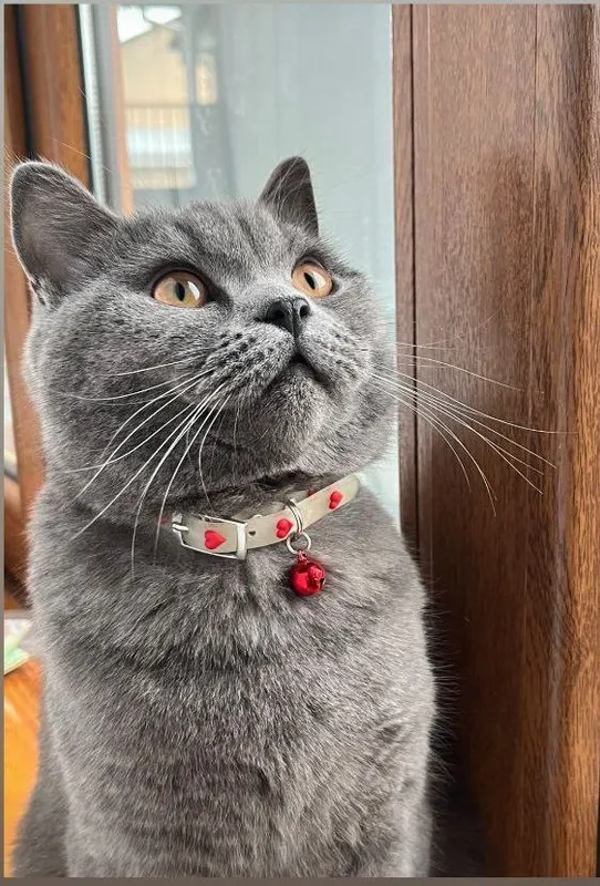 Кот породы Scottish Straight на вязку