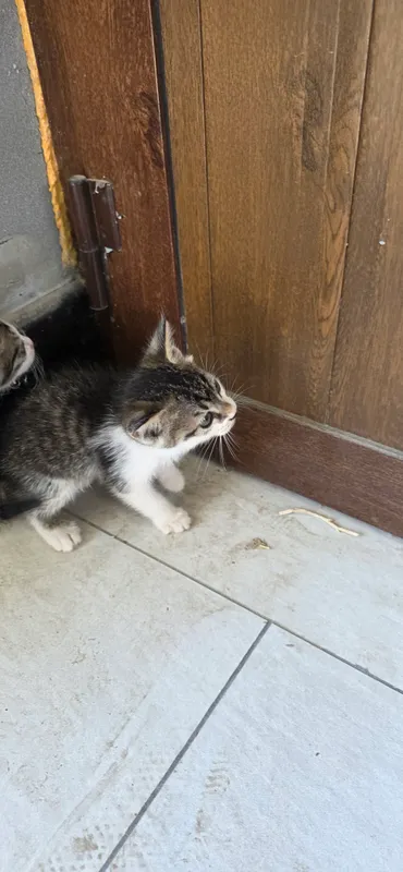 котята 5 котята 5