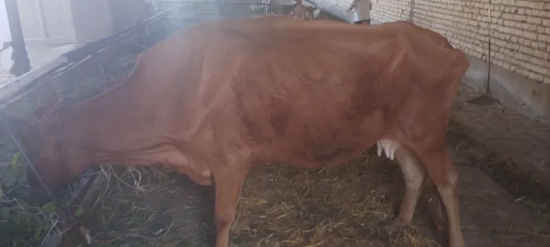 Sigir sotiladi kafolati bilan 2 Sigir sotiladi kafolati bilan 2