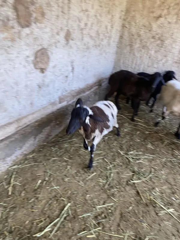 Qo’chqor barra sotiladi uyni moli yeb ichishi zor 5