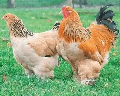 Brama xoroz tovuqlar sotiladi 1 Brama xoroz tovuqlar sotiladi 1