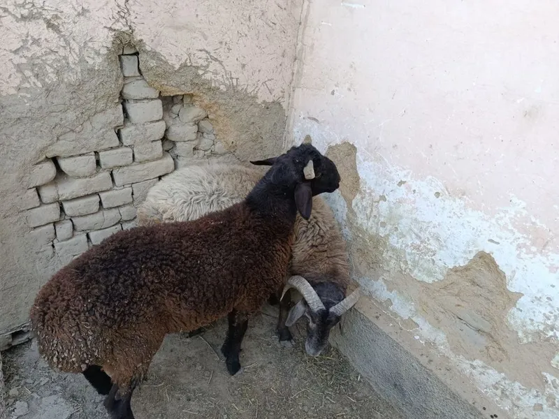 Qo’chqor lar ikkta 3 Qo’chqor lar ikkta 3