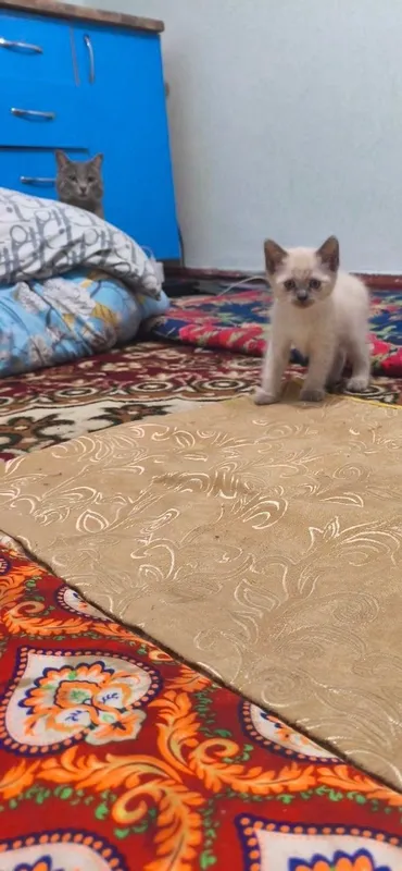 Hadiyaga mushukchala 6 Hadiyaga mushukchala 6