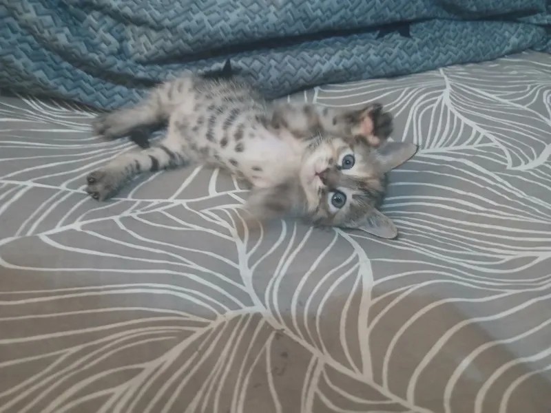 Котёнок домашный — фото 3