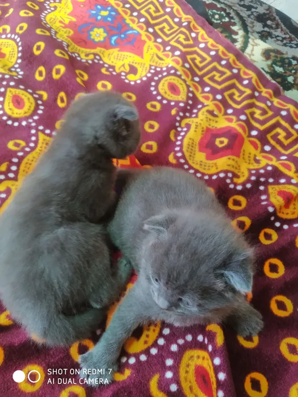 Скотч фолд британский 3 Скотч фолд британский 3