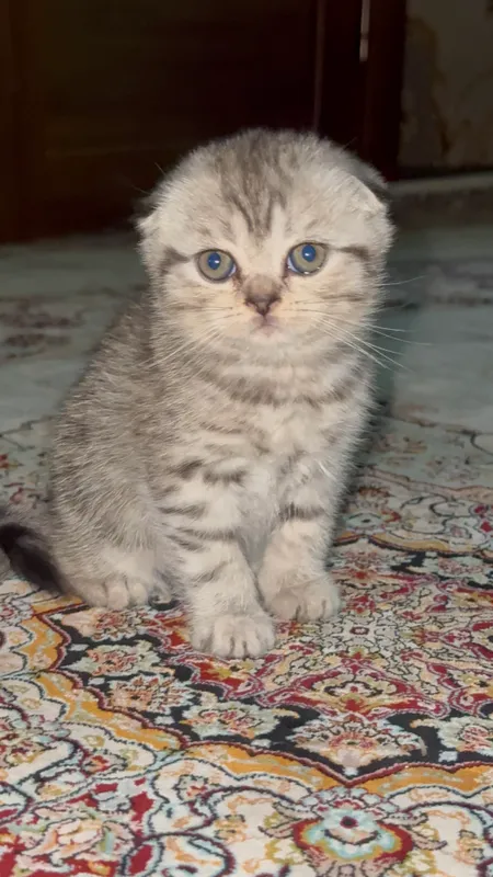 Parodali mushuklar sotiladi 7 Parodali mushuklar sotiladi 7