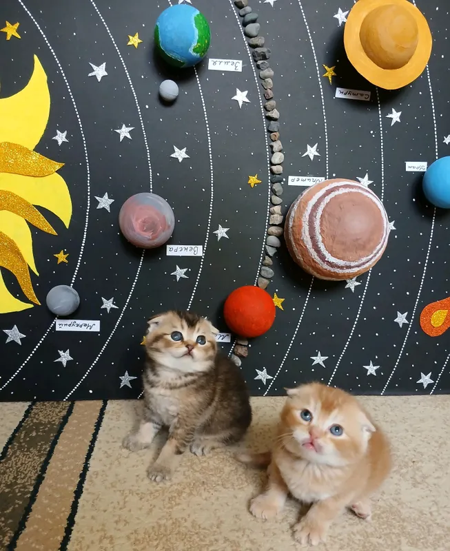 котята фолд страйт 5