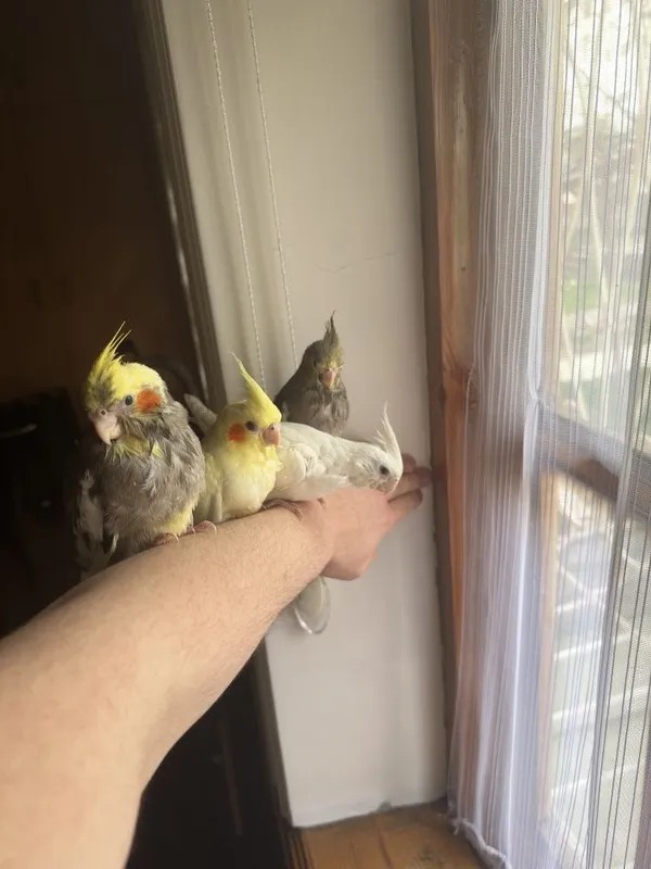 Ручной попугай Корелла — фото 2
