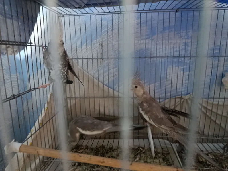 karela 2 karela 2