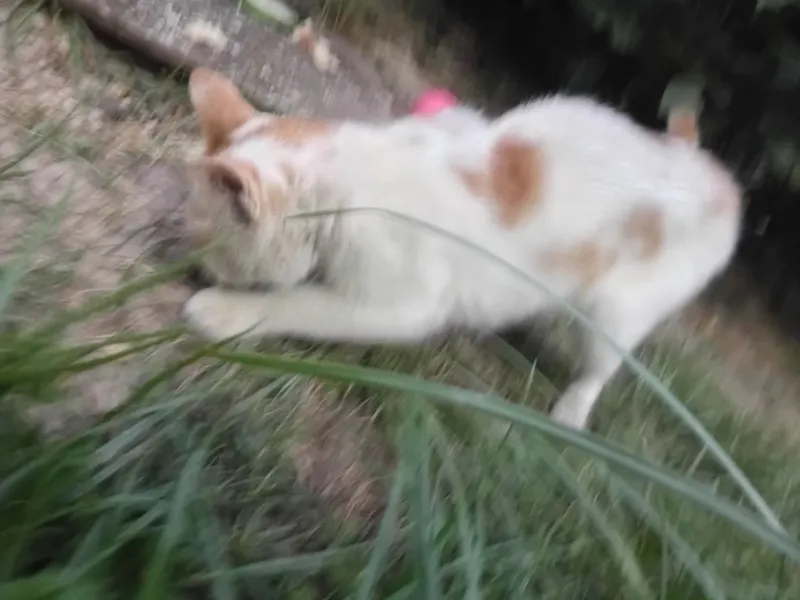 Кошка 1 Кошка 1