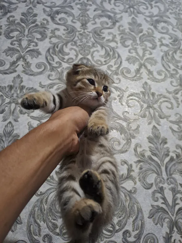 mushuk sotiladi 1 mushuk sotiladi 1