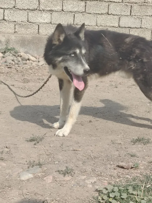 Xaski 1