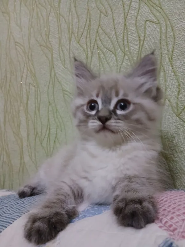 Котенок-девочка,2 месяца — фото 2