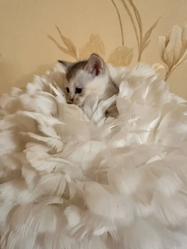 голд шиншила — фото 5