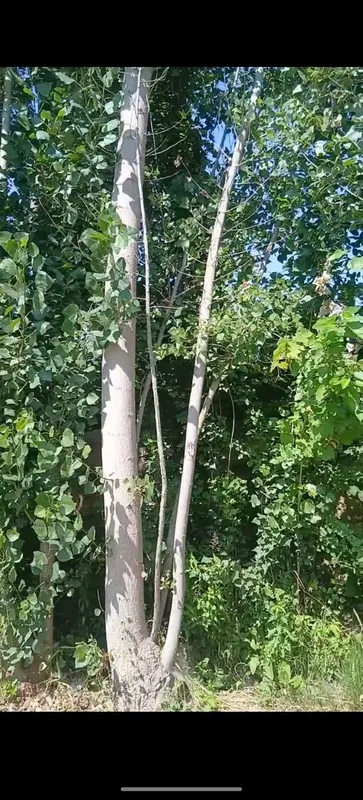 teraklar sotiladi 3 teraklar sotiladi 3