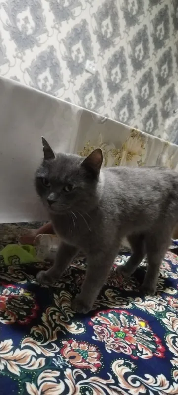 CAT MUWIK mushik