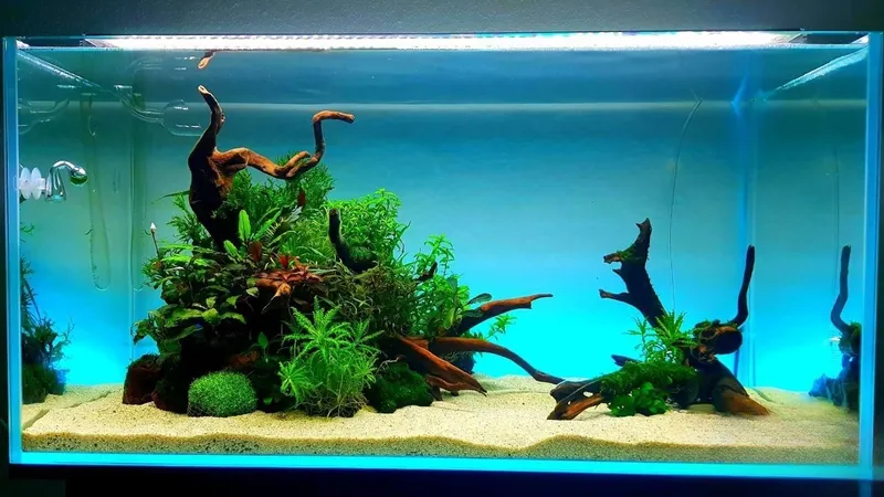 Akvarium: xizmat ko‘rsatish 6 Akvarium: xizmat ko‘rsatish 6